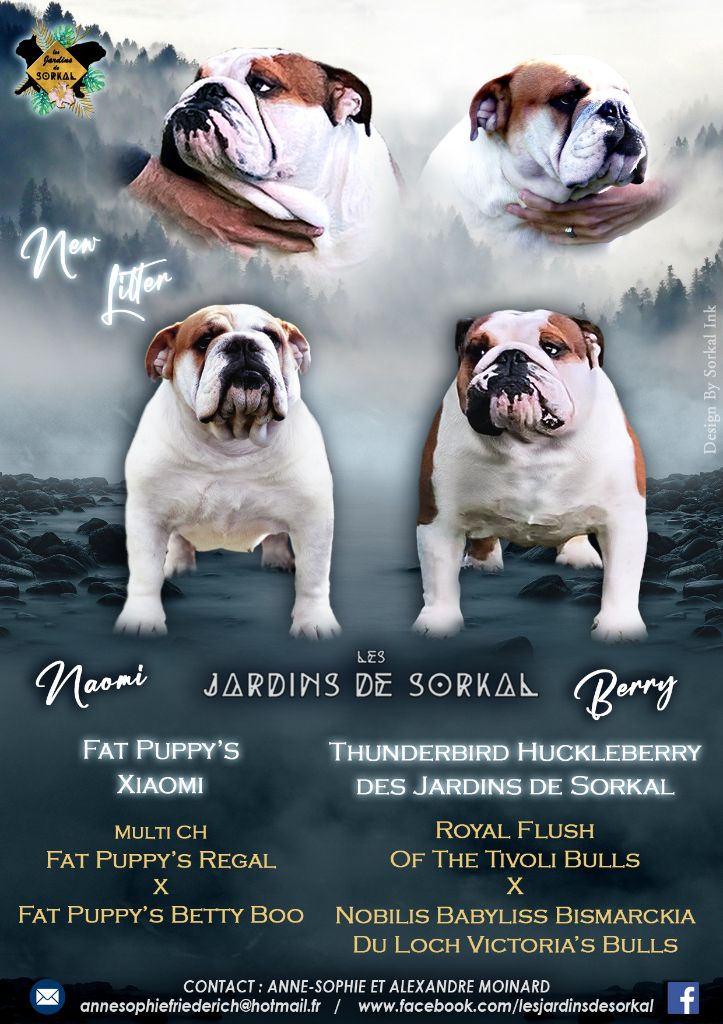 chiot Bulldog Anglais Des Jardins De Sorkal