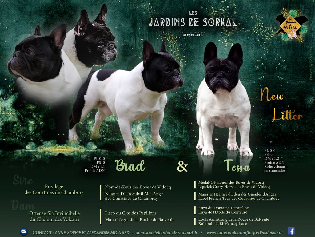 chiot Bouledogue français Des Jardins De Sorkal