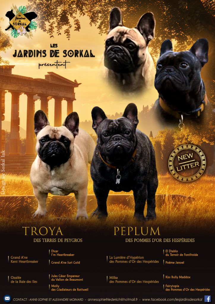 chiot Bouledogue français Des Jardins De Sorkal