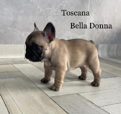 Toscana Bella Donna