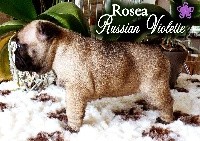 Rosea Russian Violette