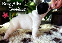 Rose Alba Countessa