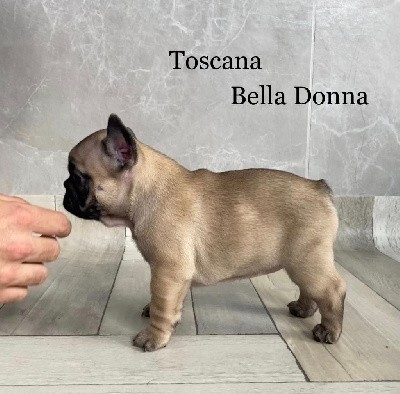 Toscana Bella Donna