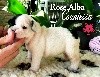 Rose Alba Countessa