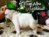 Rose Alba Countessa