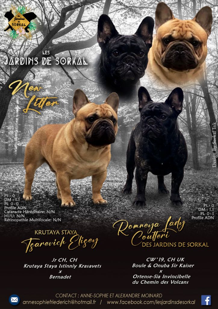 chiot Bouledogue français Des Jardins De Sorkal