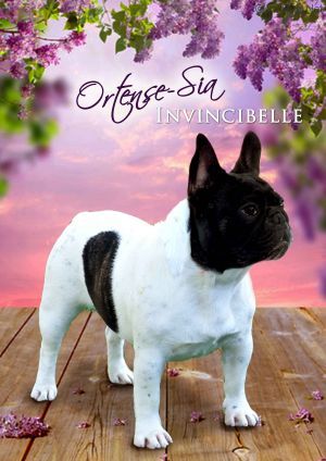 Ortense-sia invincibelle du chemin des Volcans