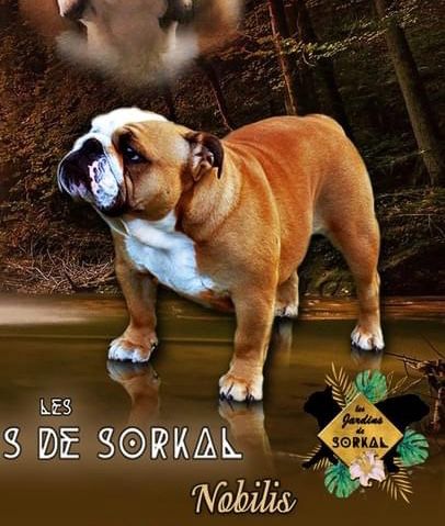 Nobilis babyliss bismarckia du Loch Victoria's bulls
