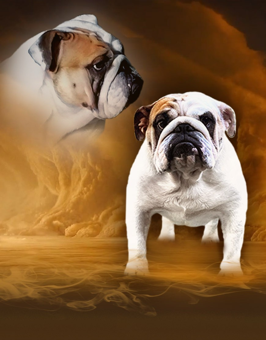 Velvet and lace of the tivoli bulls