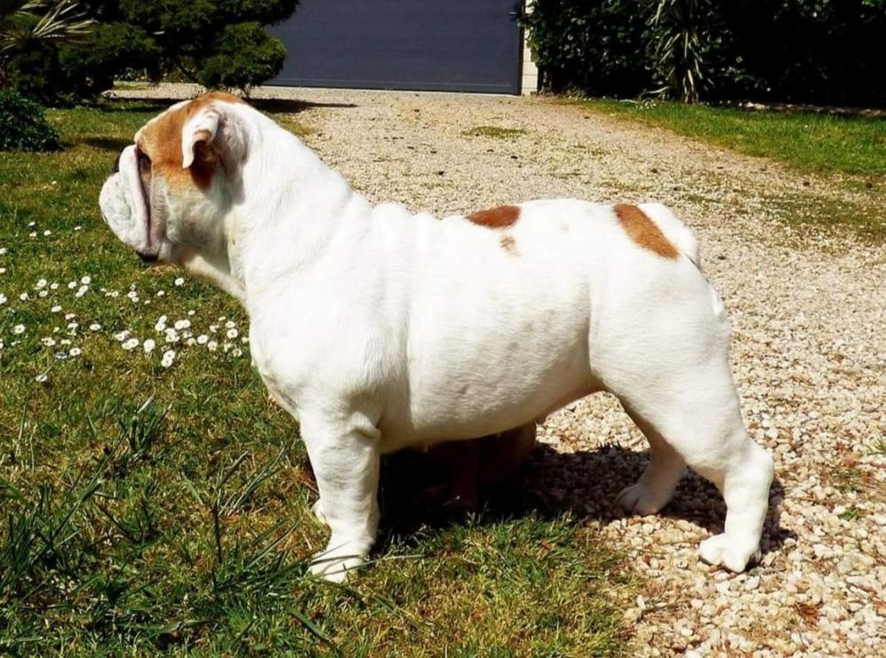 fat puppy's Xiaomi