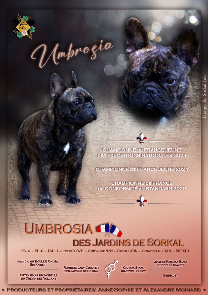 CH. Umbrosia Des Jardins De Sorkal