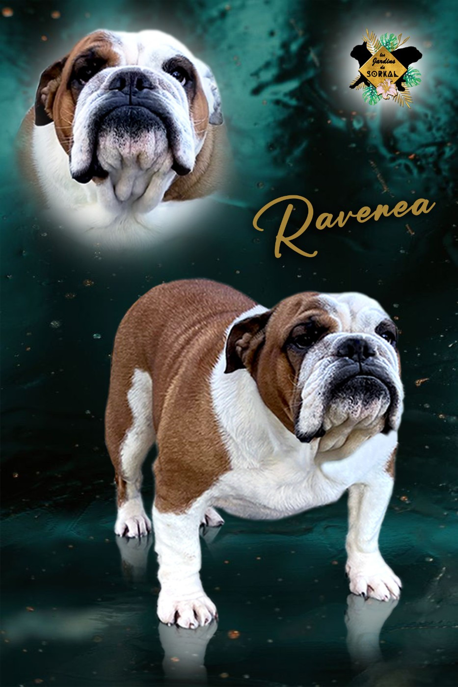 Femelle Bulldog Anglais cherche famille