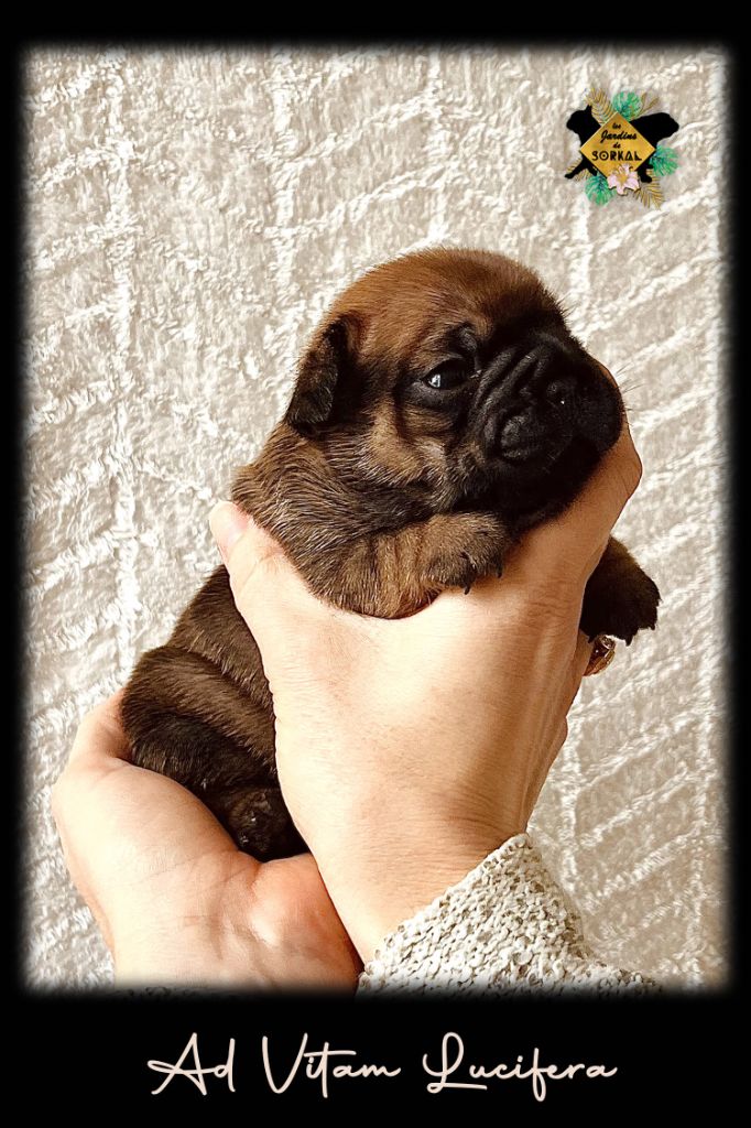 Des Jardins De Sorkal - Chiots disponibles - Bouledogue français