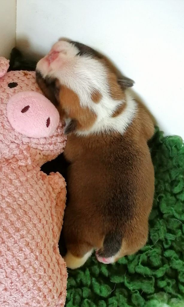 Des Jardins De Sorkal - Chiots disponibles - Bulldog Anglais