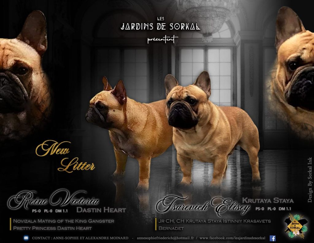 Chiot Bouledogue français Des Jardins De Sorkal