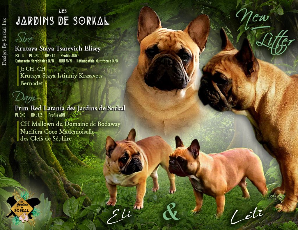 Des Jardins De Sorkal - Bouledogue français - Portée née le 09/02/2022