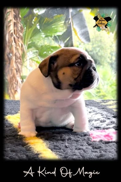 Des Jardins De Sorkal - Chiots disponibles - Bulldog Anglais