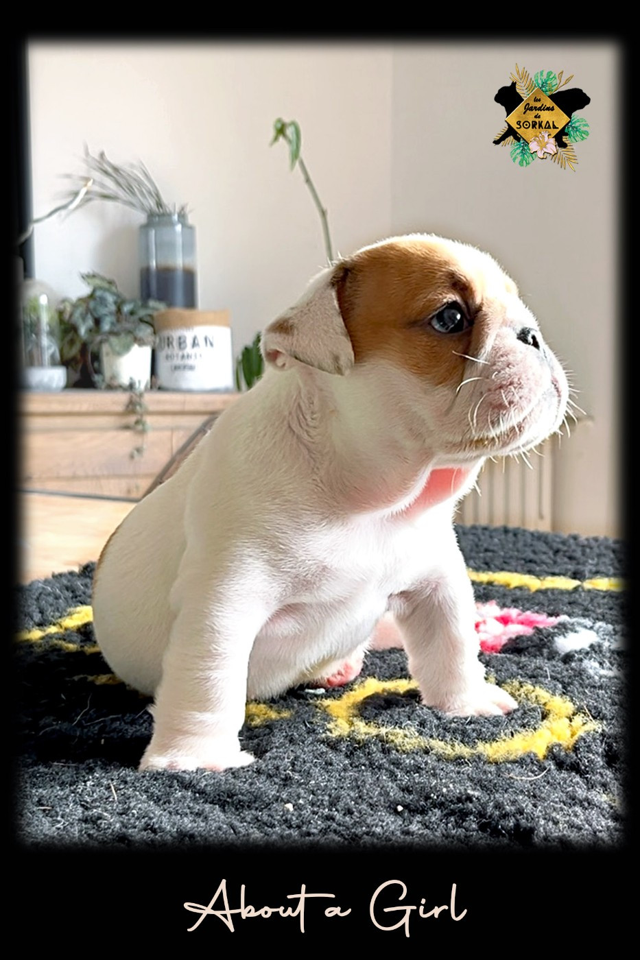 Des Jardins De Sorkal - Chiots disponibles - Bulldog Anglais