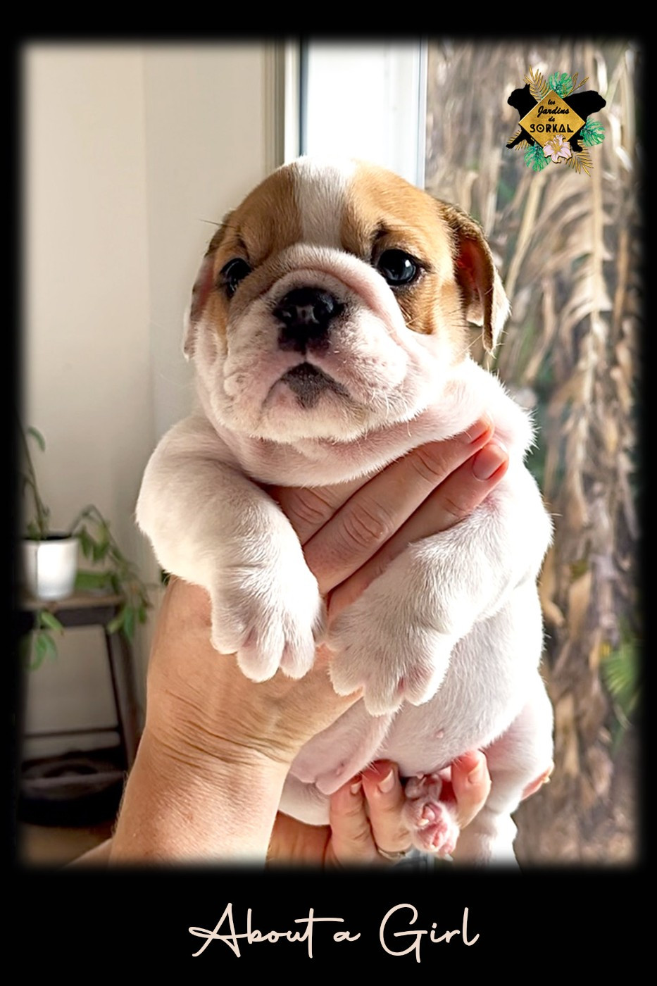Des Jardins De Sorkal - Chiots disponibles - Bulldog Anglais