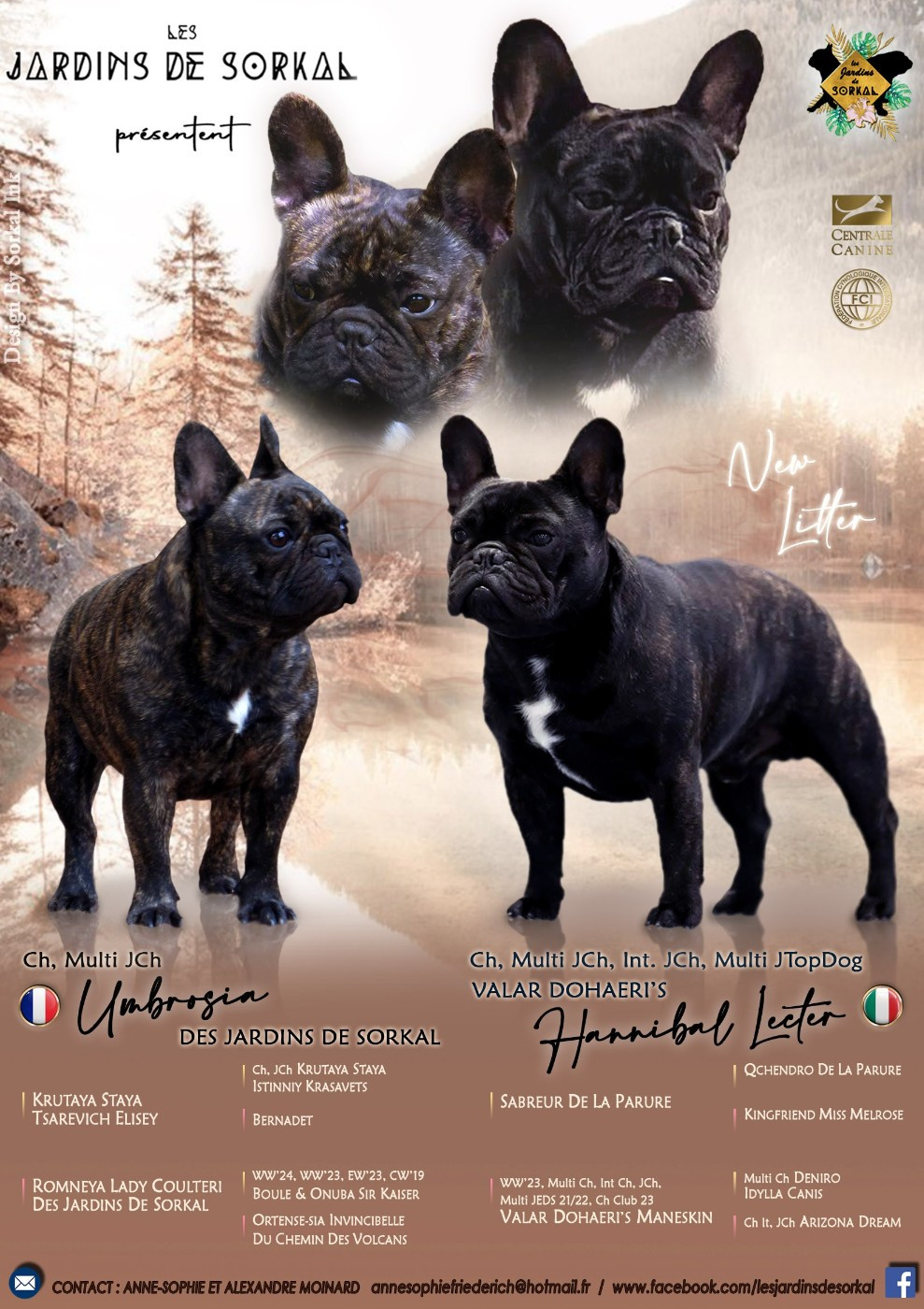 Des Jardins De Sorkal - Bouledogue français - Portée née le 06/11/2025