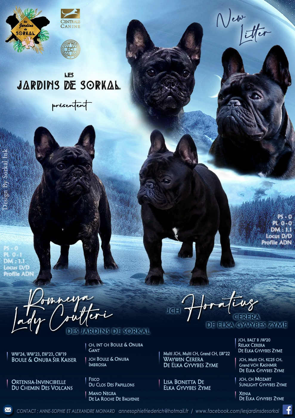 Des Jardins De Sorkal - Bouledogue français - Portée née le 30/01/2026