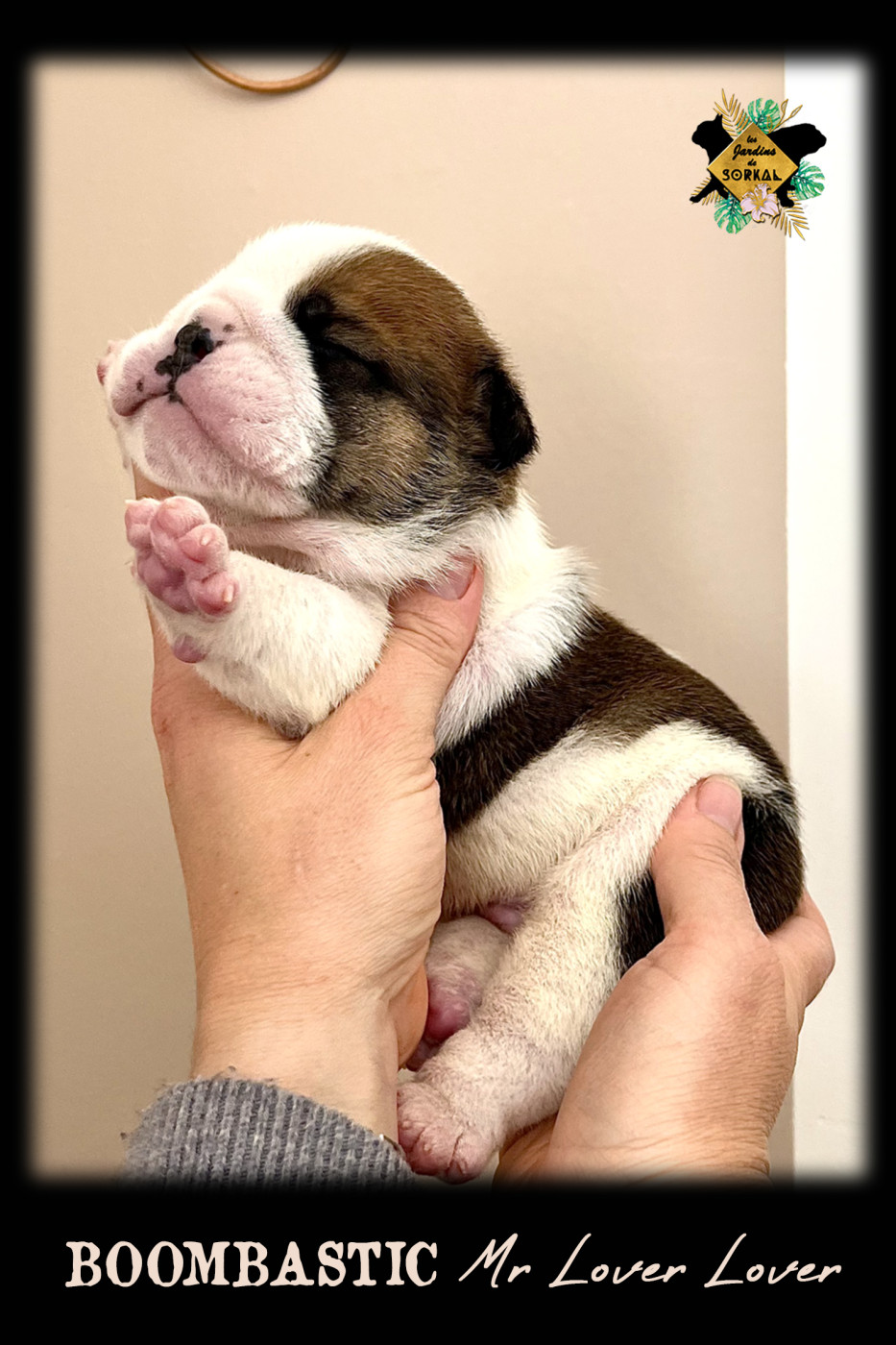 Des Jardins De Sorkal - Chiots disponibles - Bulldog Anglais