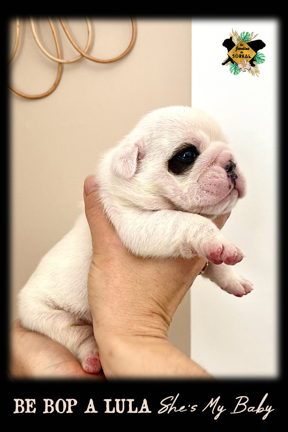 Des Jardins De Sorkal - Chiots disponibles - Bulldog Anglais