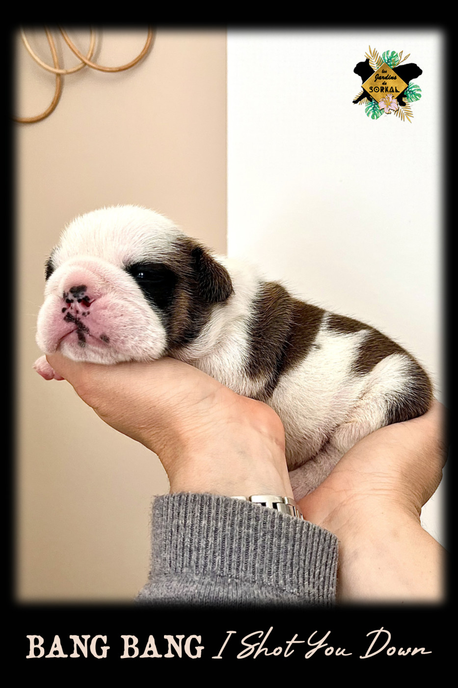 Des Jardins De Sorkal - Chiots disponibles - Bulldog Anglais