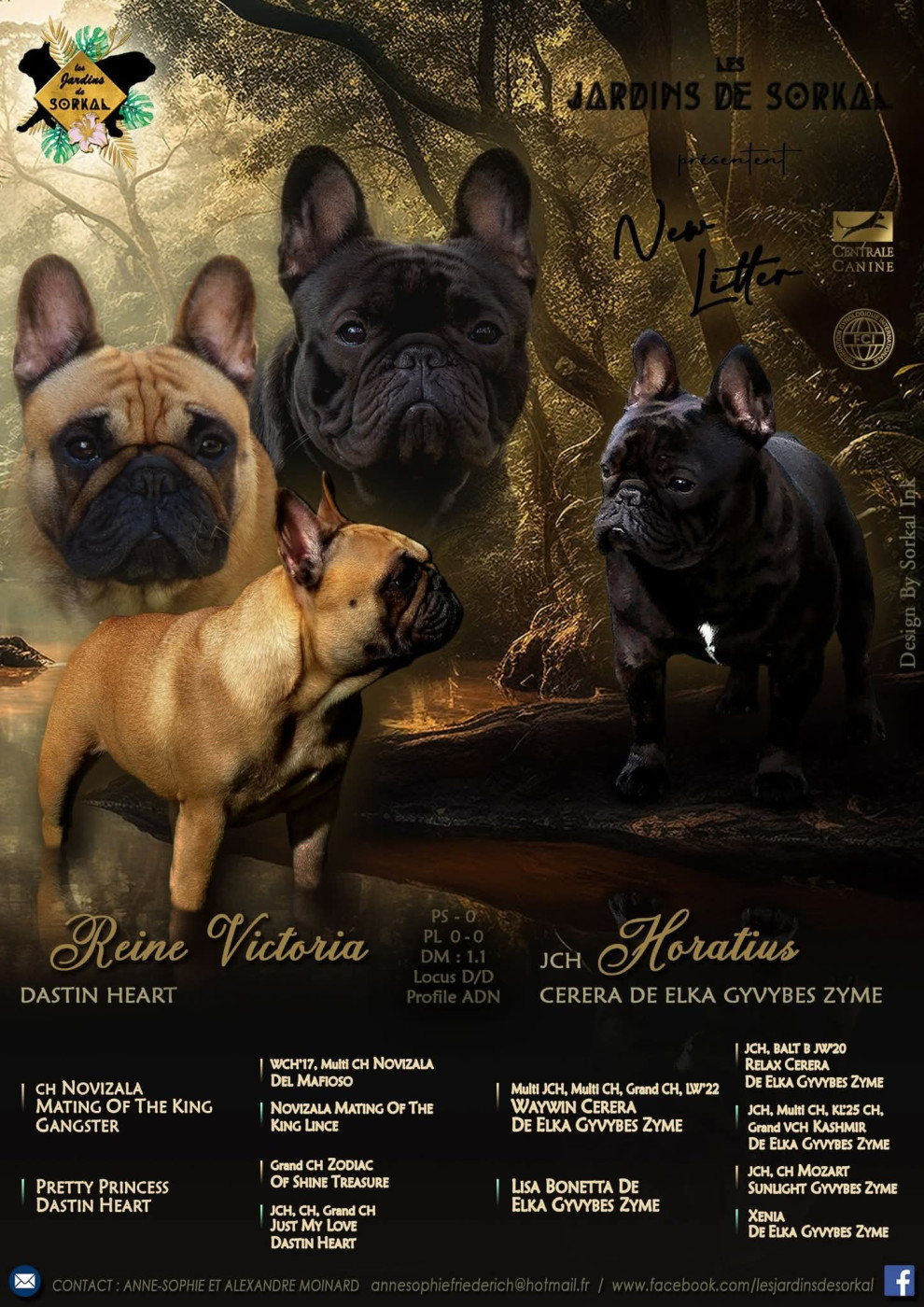 Chiot Bouledogue français Des Jardins De Sorkal