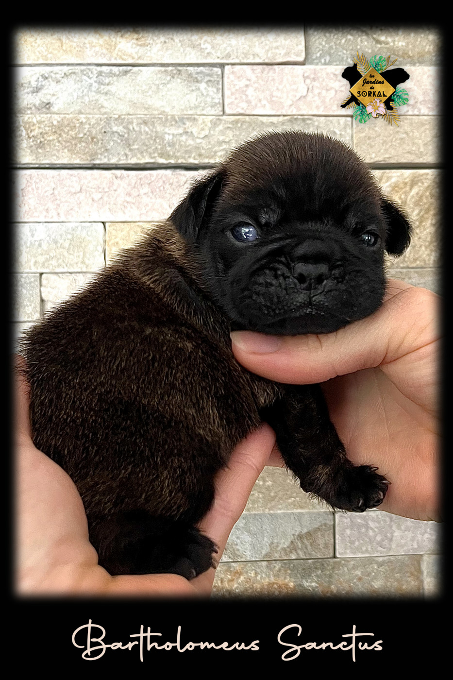 Des Jardins De Sorkal - Chiots disponibles - Bouledogue français