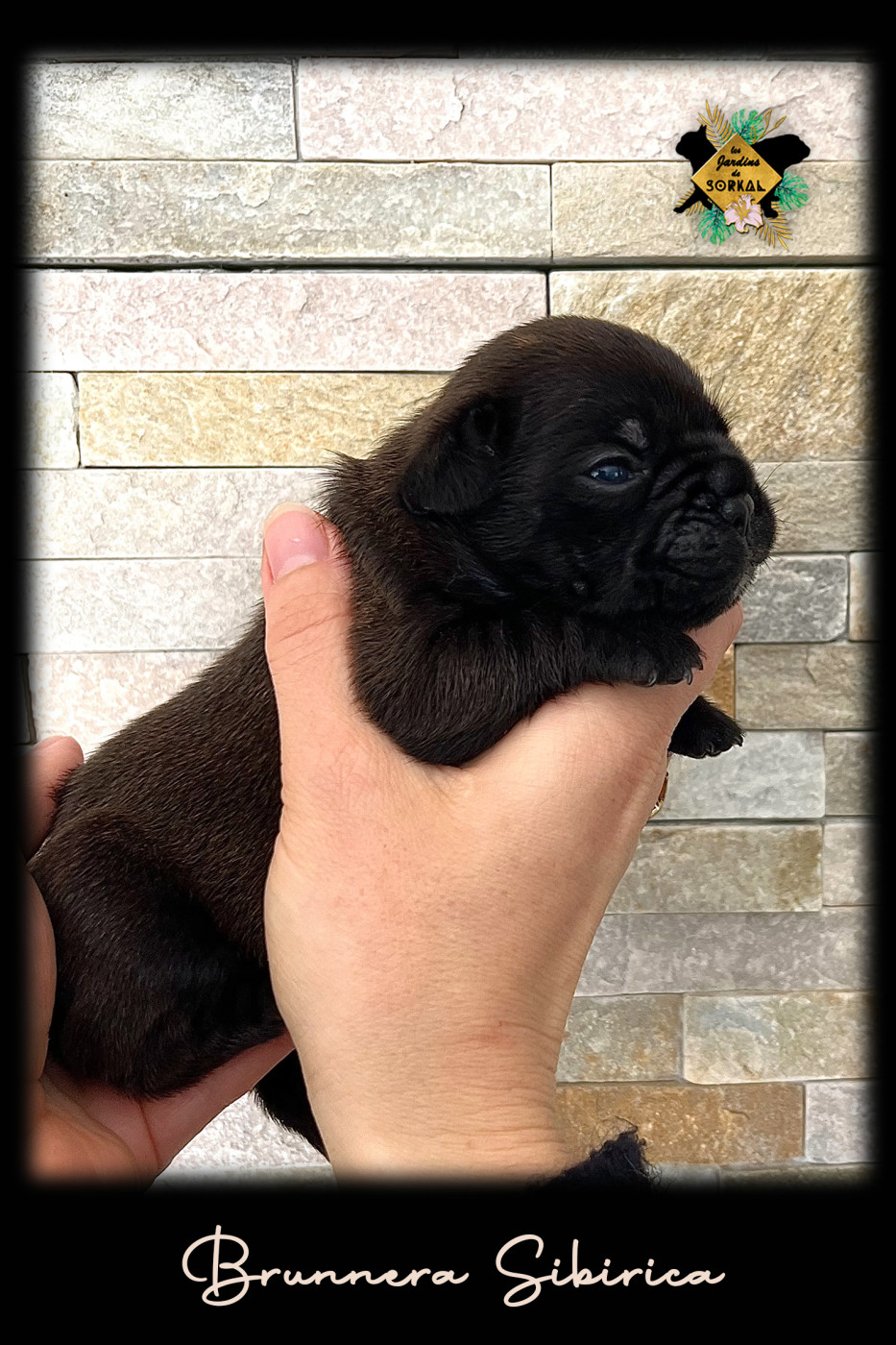 Des Jardins De Sorkal - Chiots disponibles - Bouledogue français