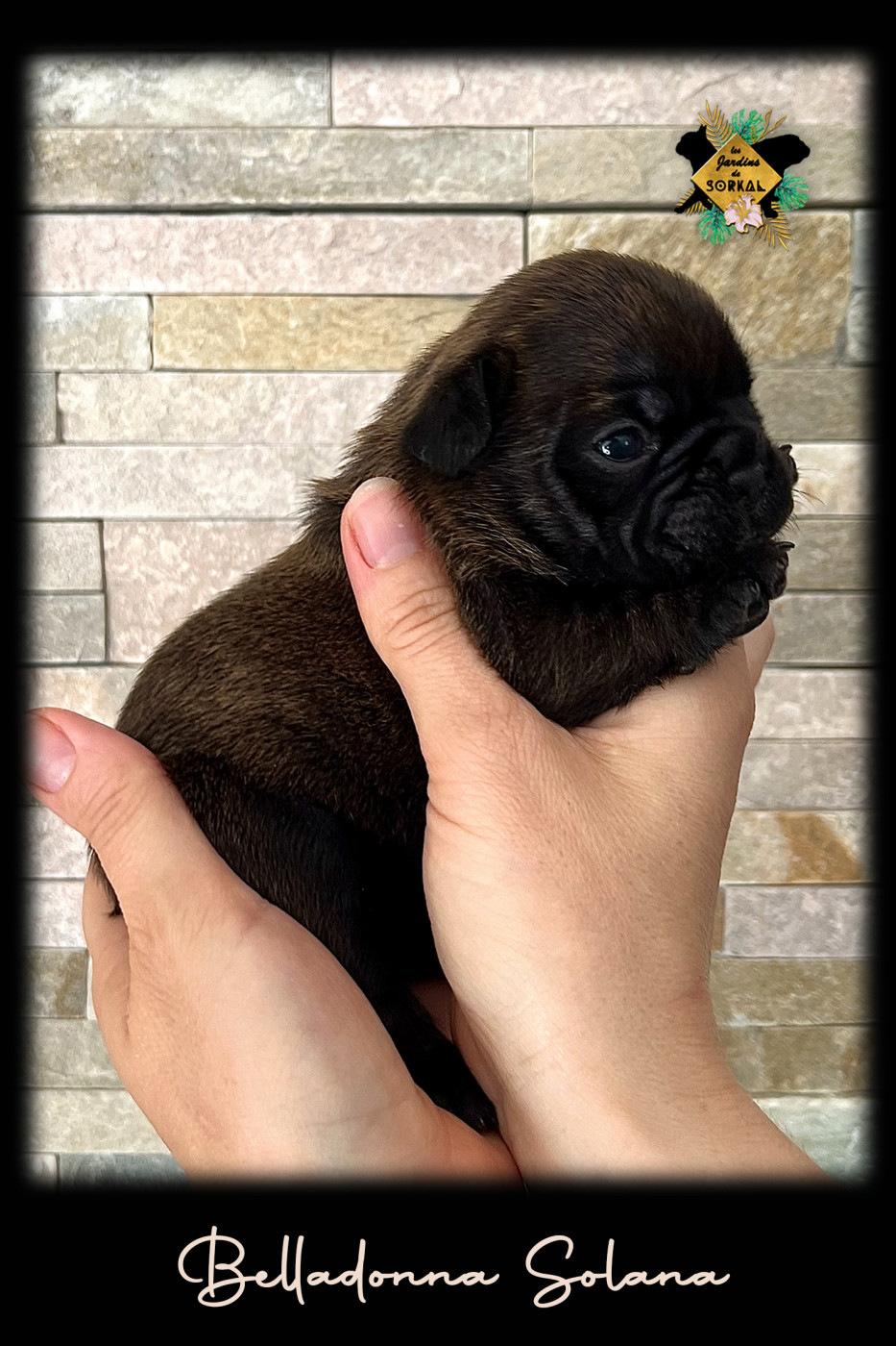 Des Jardins De Sorkal - Chiots disponibles - Bouledogue français