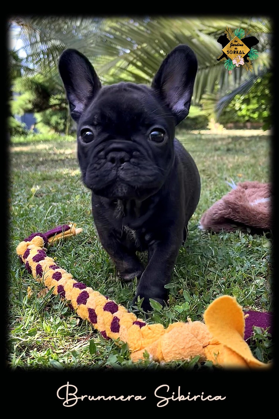 Des Jardins De Sorkal - Chiots disponibles - Bouledogue français