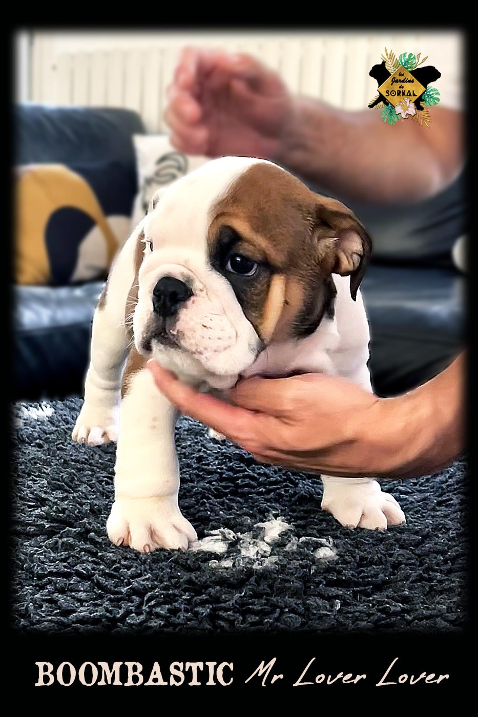 Des Jardins De Sorkal - Chiots disponibles - Bulldog Anglais