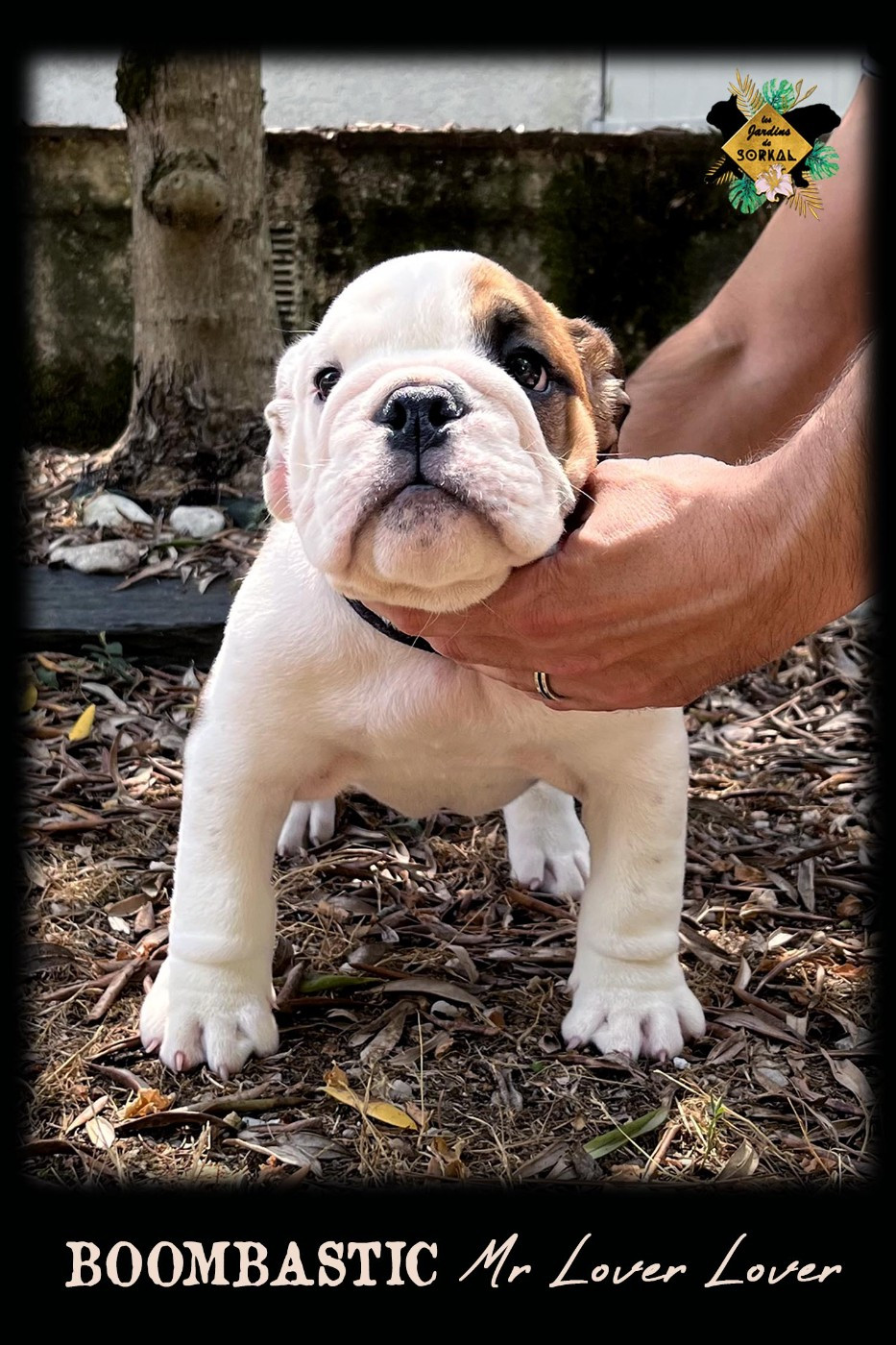 Des Jardins De Sorkal - Chiots disponibles - Bulldog Anglais