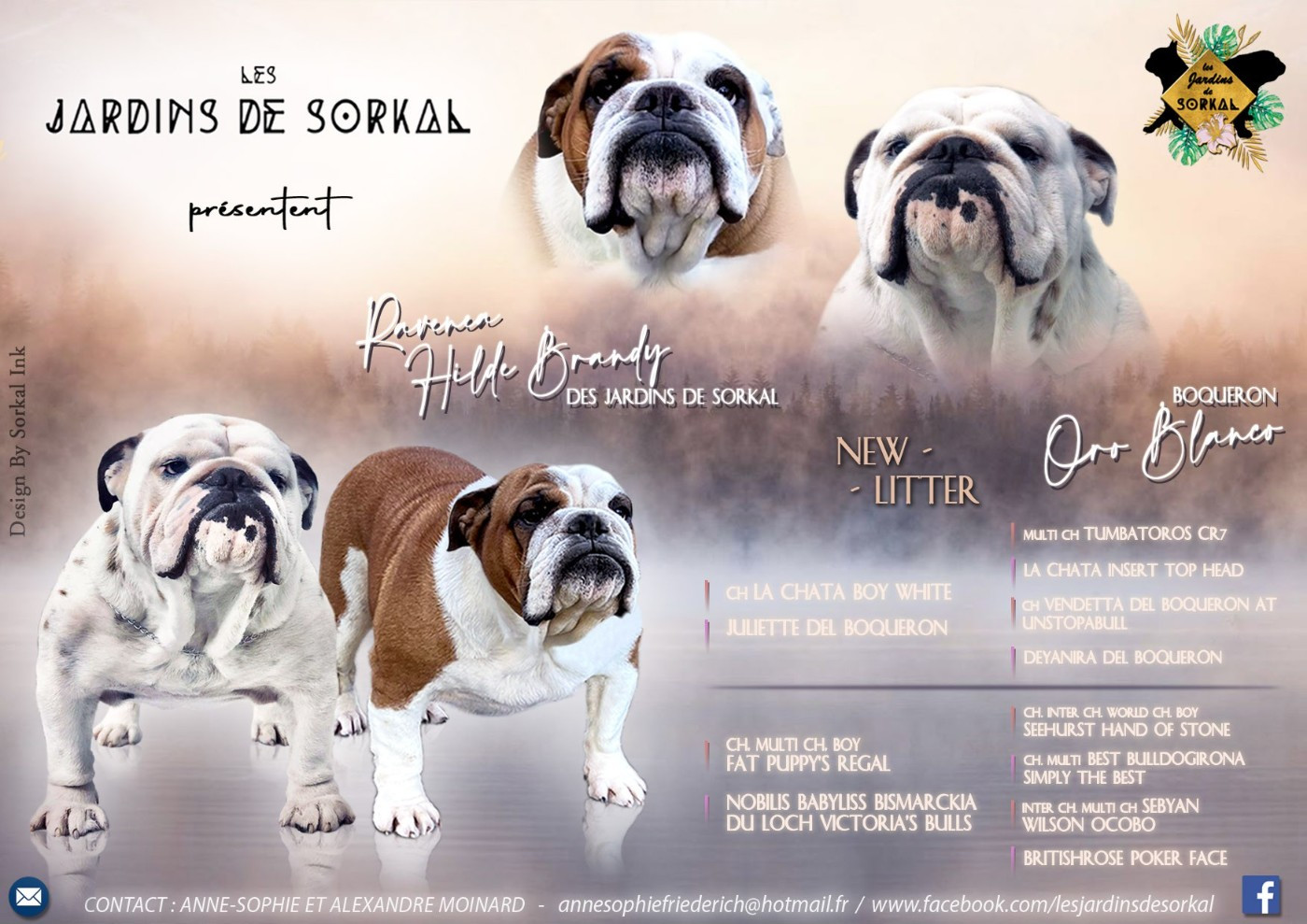Des Jardins De Sorkal - Bulldog Anglais - Portée née le 17/04/2026