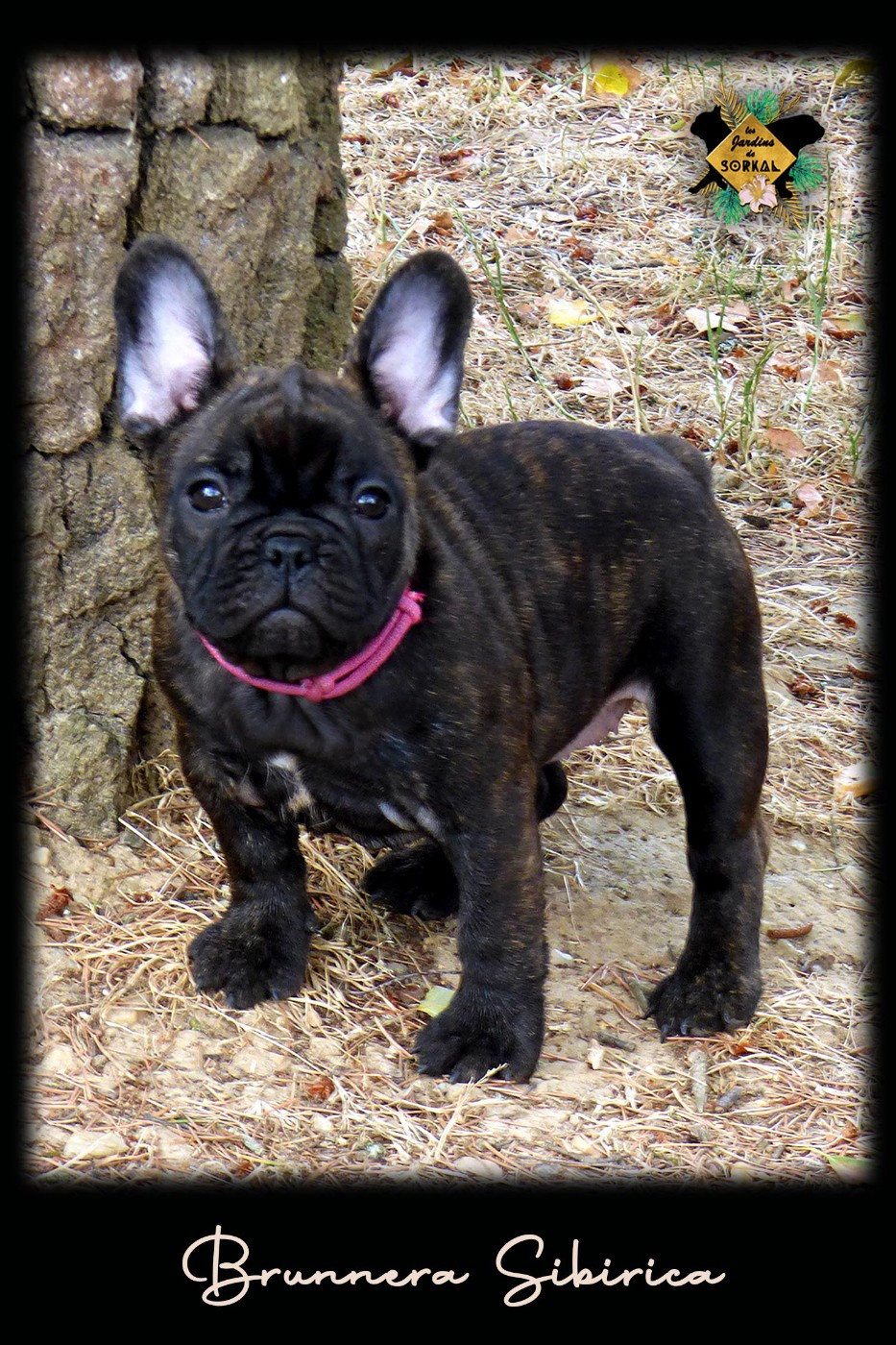 Chiot Bouledogue français Des Jardins De Sorkal