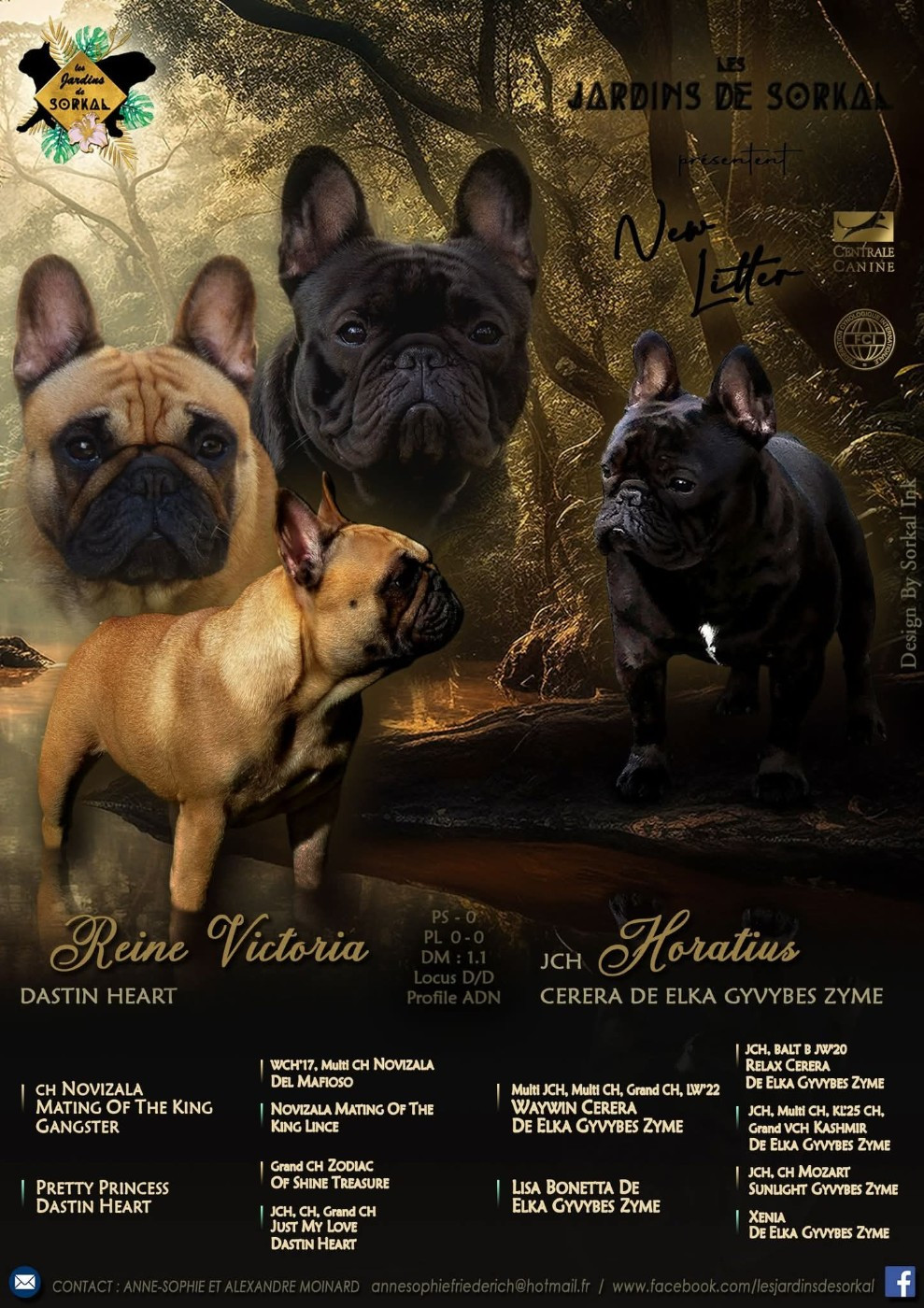 Des Jardins De Sorkal - Bouledogue français - Portée née le 23/04/2026