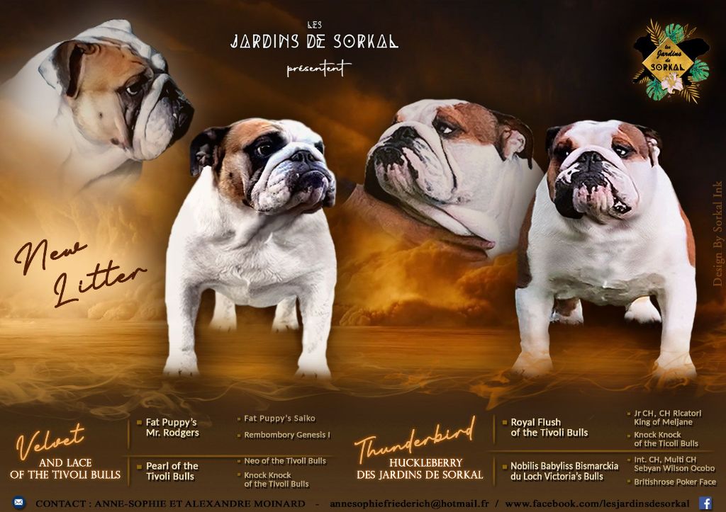 Des Jardins De Sorkal - Chiots disponibles - Bulldog Anglais
