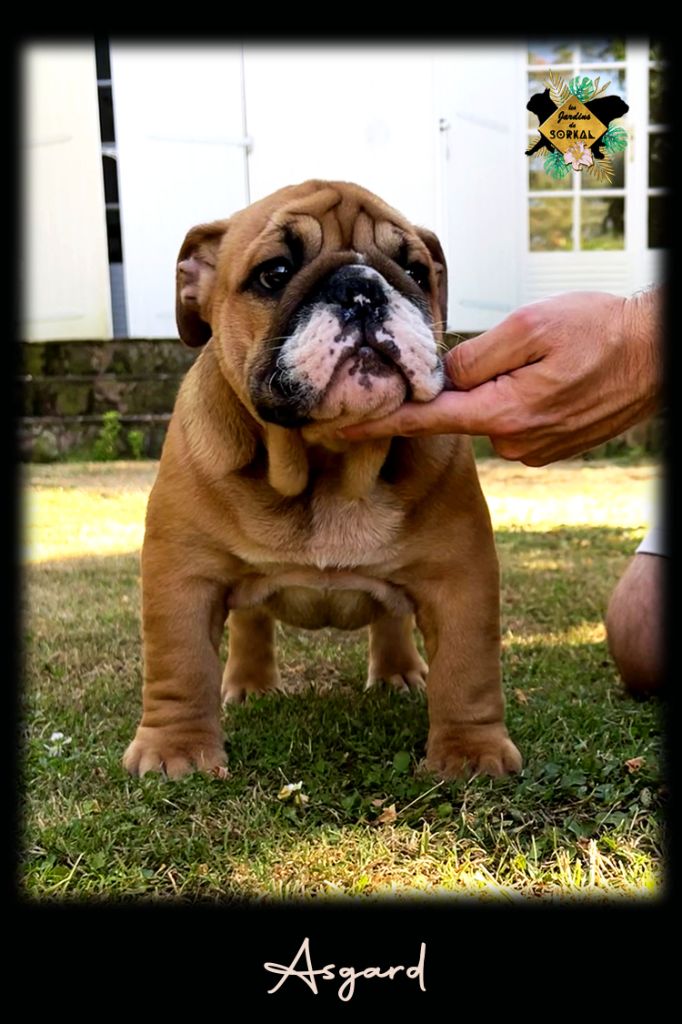 Des Jardins De Sorkal - Chiots disponibles - Bulldog Anglais