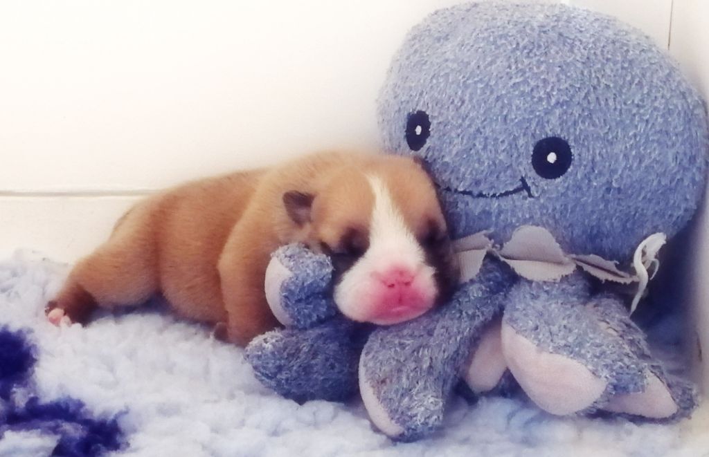 Des Jardins De Sorkal - Chiots disponibles - Bulldog Anglais