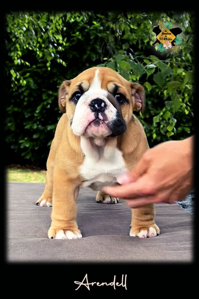 Des Jardins De Sorkal - Chiots disponibles - Bulldog Anglais