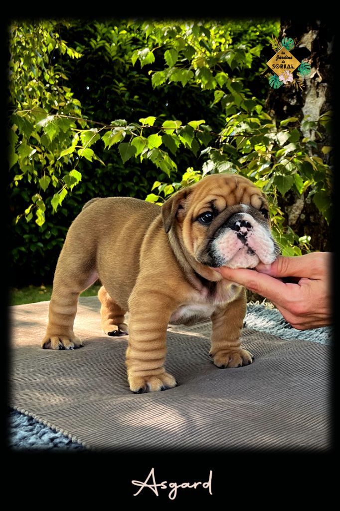 Des Jardins De Sorkal - Chiots disponibles - Bulldog Anglais
