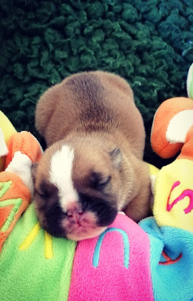 Des Jardins De Sorkal - Chiots disponibles - Bulldog Anglais