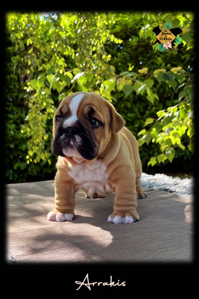 Des Jardins De Sorkal - Chiots disponibles - Bulldog Anglais