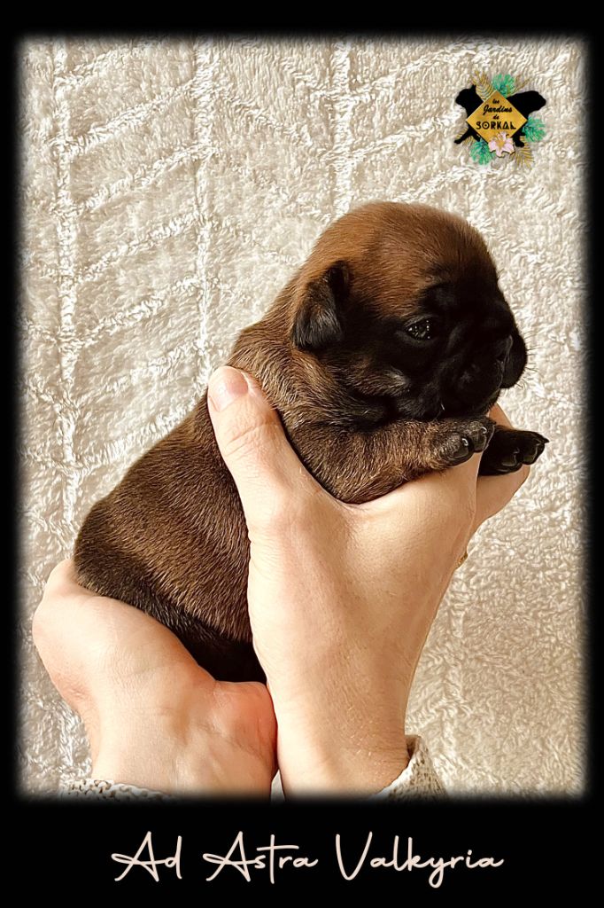 Des Jardins De Sorkal - Chiots disponibles - Bouledogue français