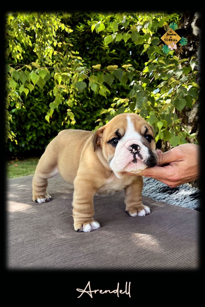 Des Jardins De Sorkal - Chiots disponibles - Bulldog Anglais