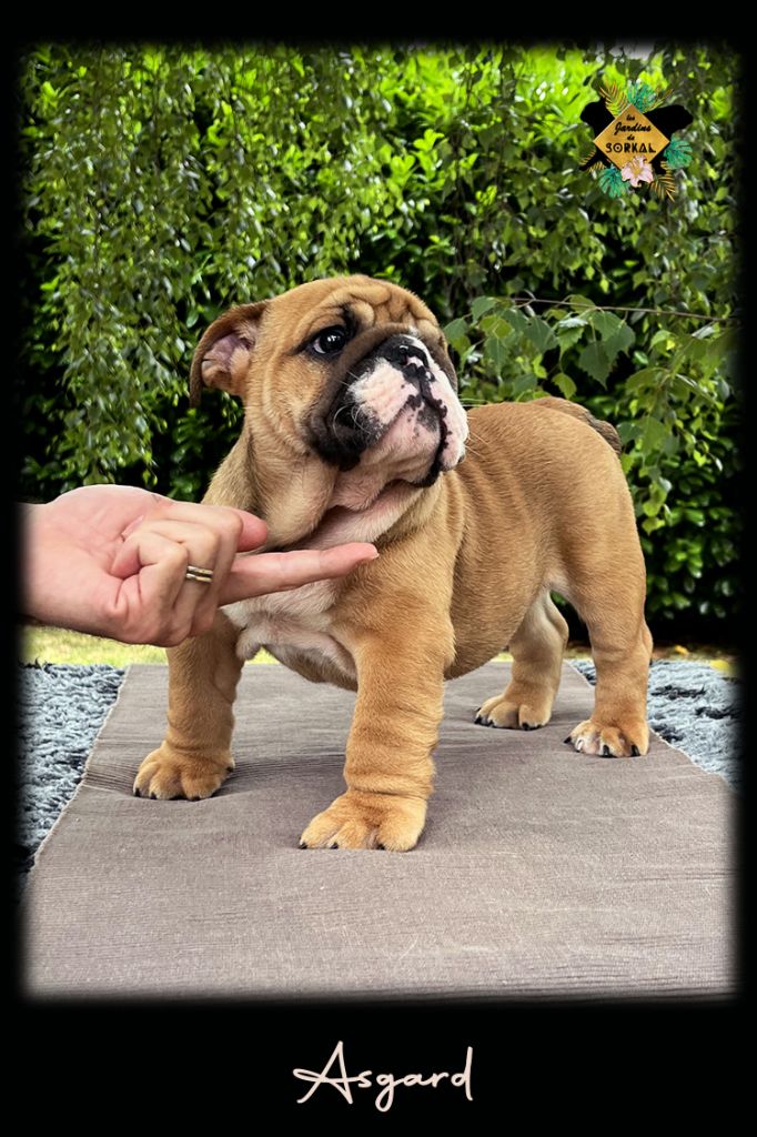 Chiot Bulldog Anglais Des Jardins De Sorkal