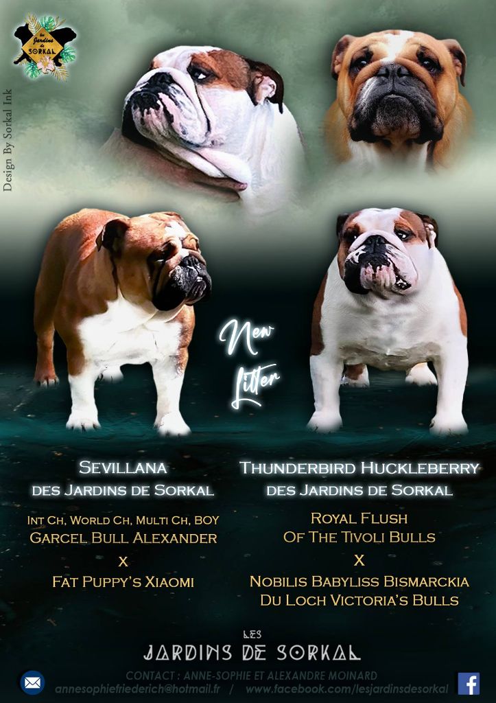 Des Jardins De Sorkal - Bulldog Anglais - Portée née le 21/04/2025