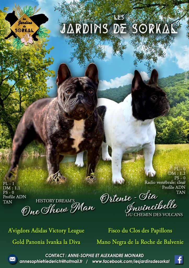 Des Jardins De Sorkal - Bouledogue français - Portée née le 17/08/2022